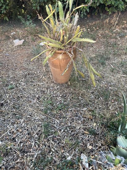 ENSEMBLE DE POTS et jarres modernes se trouvant...