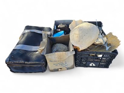 Ensemble de coquillages , coraux et pier...
