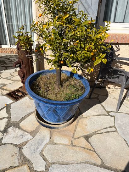 Dans le jardin
Un mandarinier dans un pot...