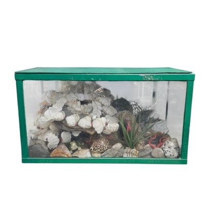 Petit vivarium rectangulaire, garnie de coquillages
Dim...