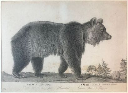 Brown bear, according to Marchand.

Engraving.

260...