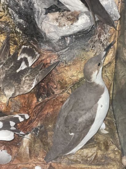 A display case created by the English naturalist...