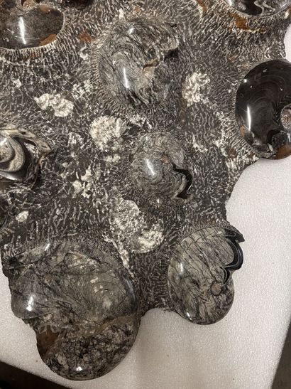 Atlas Mountains, Morocco, Devonian Period,...