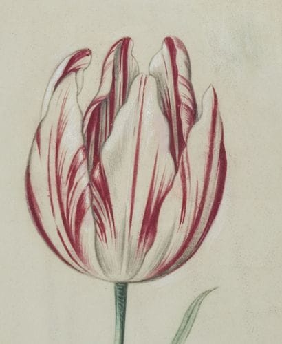 École du nord du XVIIe siècle
Étude de tulipe...