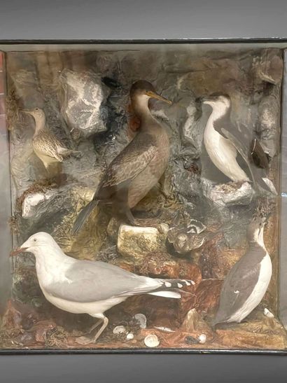A display case created by the English naturalist...