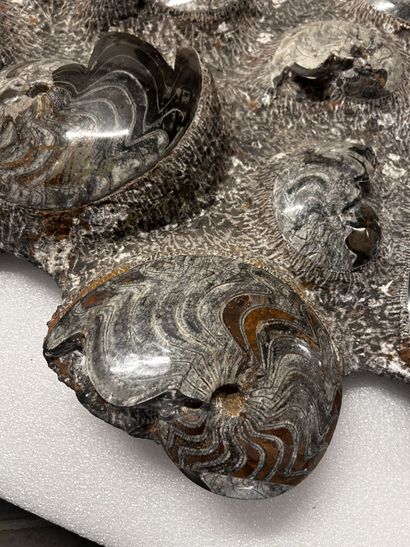 Atlas Mountains, Morocco, Devonian Period,...