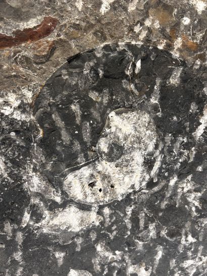 Atlas Mountains, Morocco, Devonian Period,...