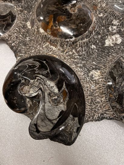Atlas Mountains, Morocco, Devonian Period,...