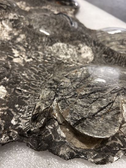 Atlas Mountains, Morocco, Devonian Period,...