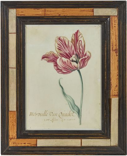 École du nord du XVIIe siècle
Étude de tulipe...