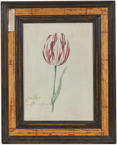 École du nord du XVIIe siècle
Étude de tulipe...