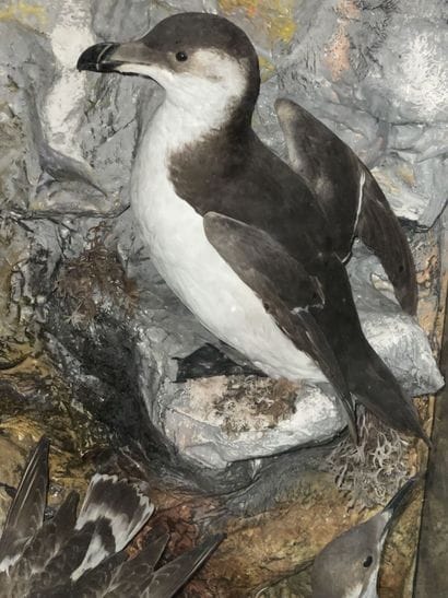 A display case created by the English naturalist...