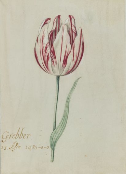 École du nord du XVIIe siècle
Étude de tulipe...