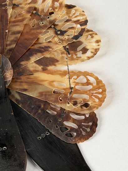 Tortoiseshell 