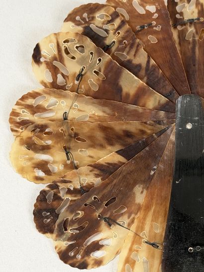 Tortoiseshell 