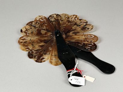 Tortoiseshell 