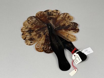 Tortoiseshell 