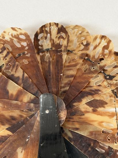 Tortoiseshell 