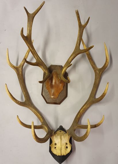 
Set including two deer slaughters (one damaged,...