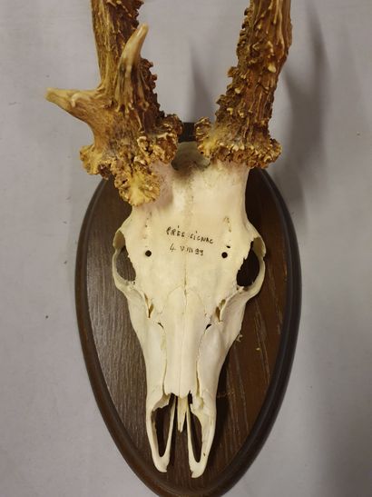 Roebuck (Capreolus capreolus). Very nice...