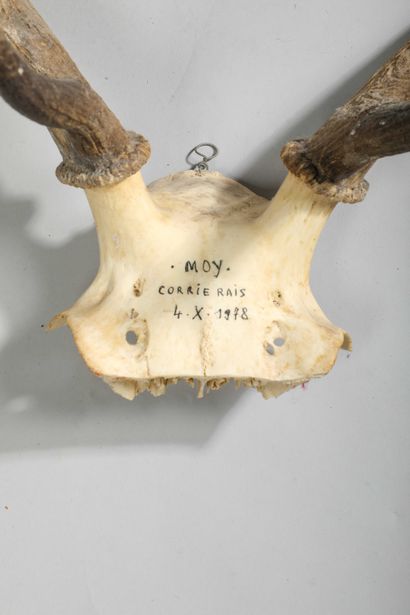 Deer massacre. Frontal bone bearing the inscription:...