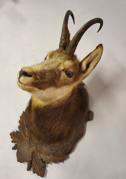 Chamois (Rupicapra rupicapra). Naturalized...
