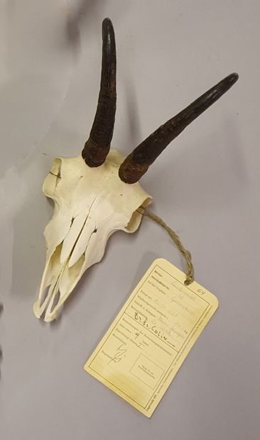 Set of three chamois killers, two of which...
