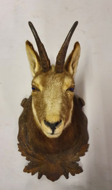 Chamois (Rupicapra rupicapra). Naturalized...