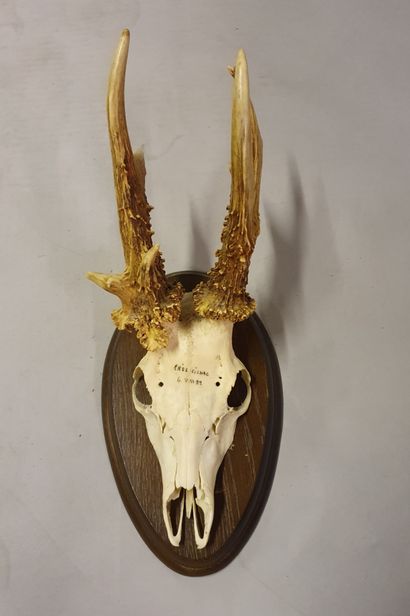 Roebuck (Capreolus capreolus). Very nice...