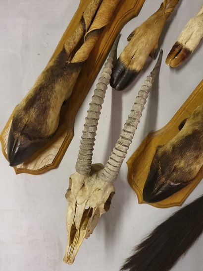 
*Set of four African antelope braided honorary...