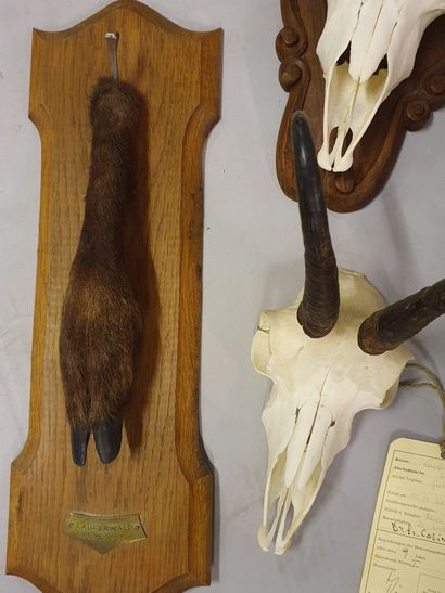 Set of three chamois killers, two of which...