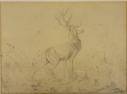 
*- Olivier DE PENNE. Study of dogs. Two...