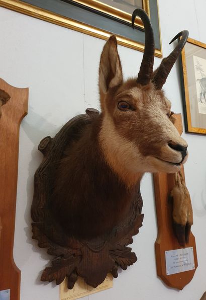 Chamois (Rupicapra rupicapra). Naturalized...