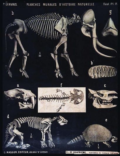 GERVAIS P.
Tertiary Period Vertebrate Mammoths:...