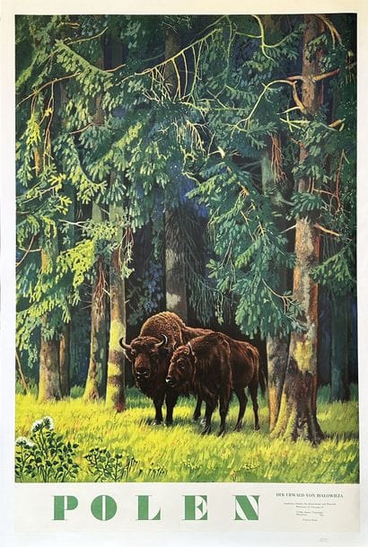 Poland: The Bialowieza Primeval Forest and...