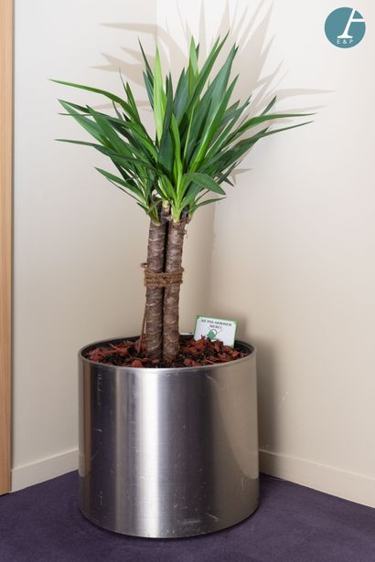 Pot en métal brossé.
H : 41 cm et 140 cm...