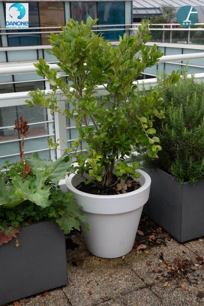 ELHO
Paire de jardinières en plastique blanc,...