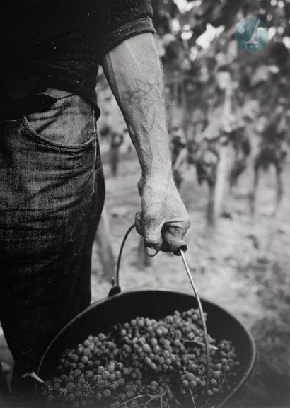 Les vendanges
Tirage Photographique noir...