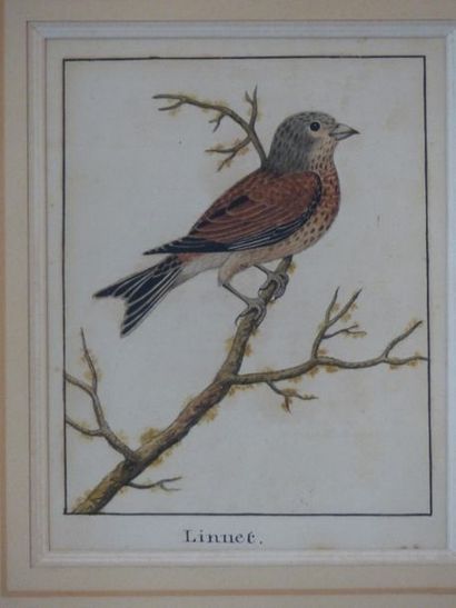 Oiseau. Aquarelle
Ecole du XXème siècle,...