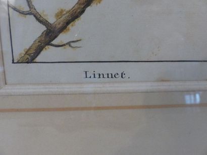 Oiseau. Aquarelle
Ecole du XXème siècle,...