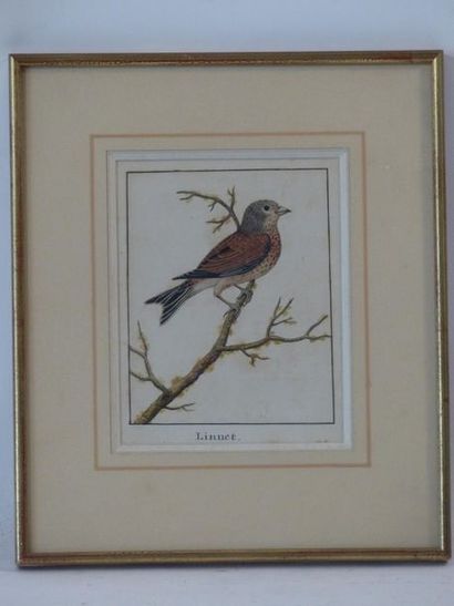 Oiseau. Aquarelle
Ecole du XXème siècle,...