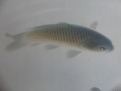 Peinture figurant des carpes koï
JAPON. kakemono....