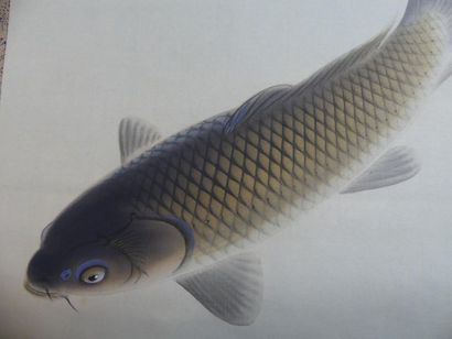 Peinture figurant des carpes koï
JAPON. kakemono....