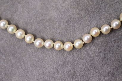 Collier de perles de culture choker, fermoir...
