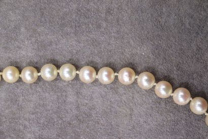 Collier de perles de culture choker, fermoir...