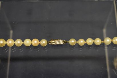 Collier de perles de culture en chute. Longueur:...