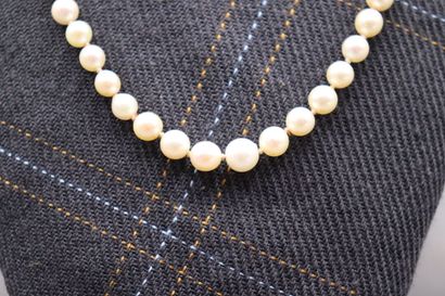 Collier de perles de culture en chute. Longueur:...