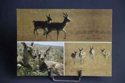 1100 cartes postales sur le thème de l'Asie
Ensemble...