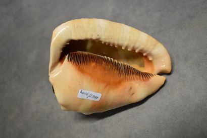 Veilleuse coquillage sculptée à décor de...