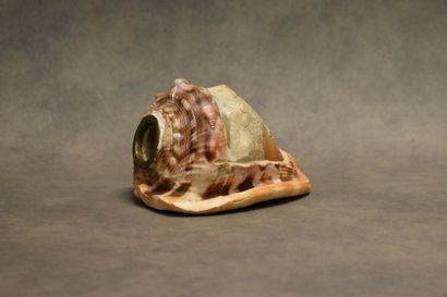 Veilleuse coquillage sculptée à décor de...